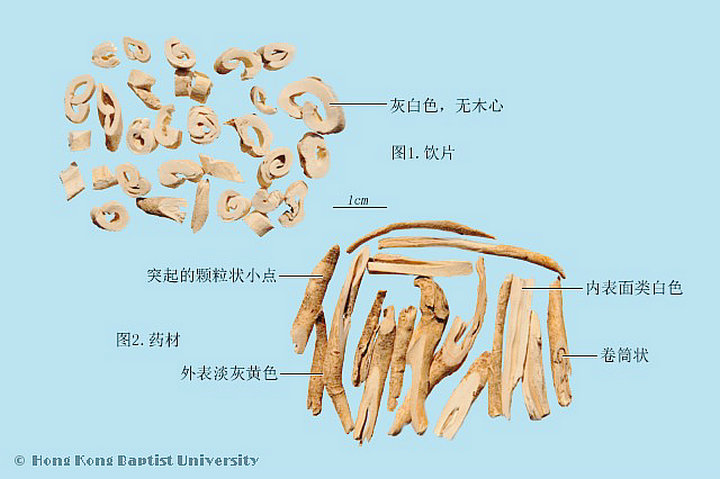 白鲜皮