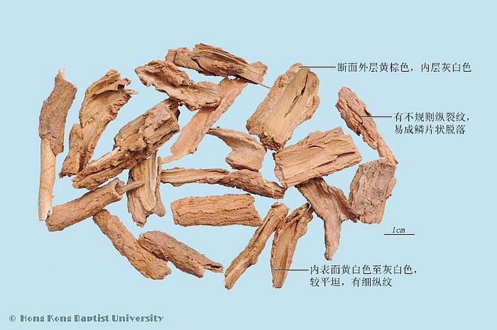 地骨皮