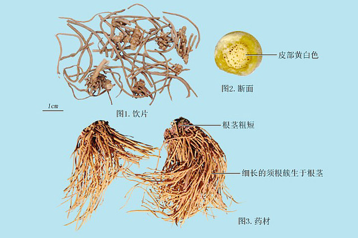 白薇