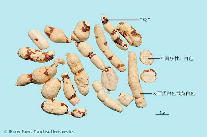甘遂