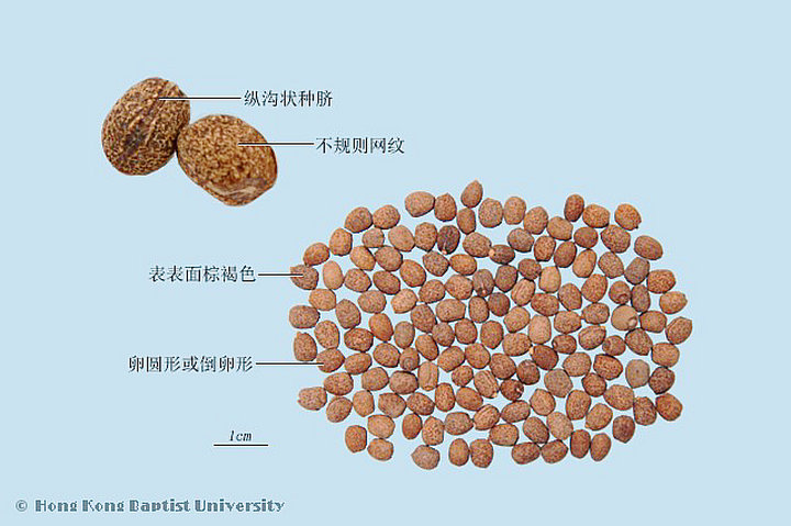 千金子