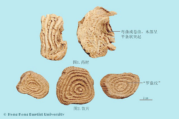 商陆