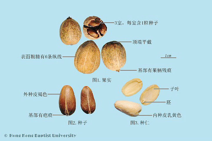 巴豆