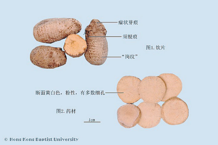 泽泻