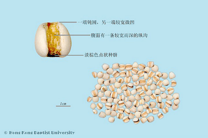 薏苡仁