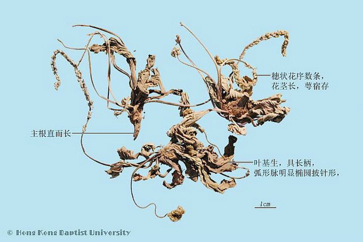 车前草