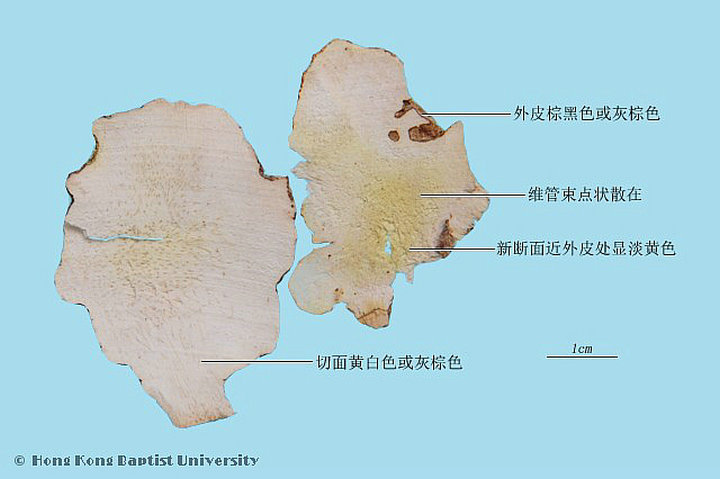 萆薢