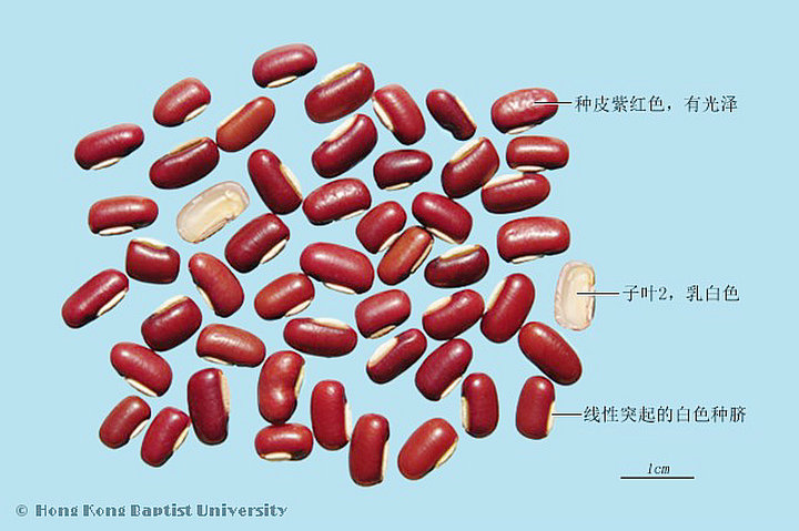 赤小豆