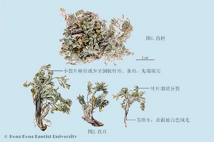 茵陈