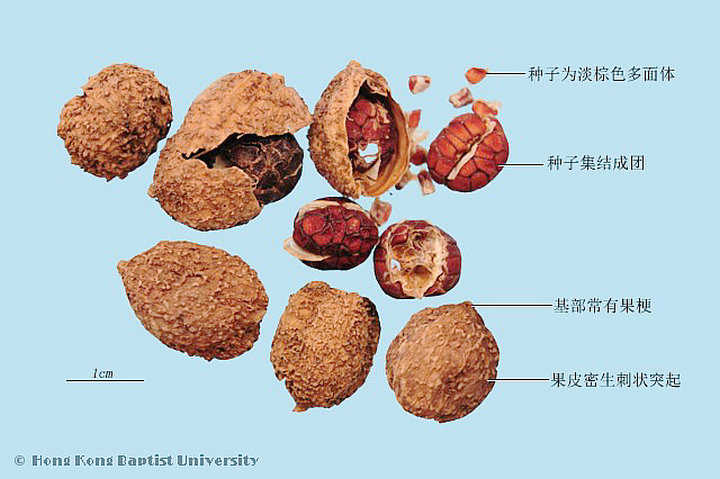 砂仁
