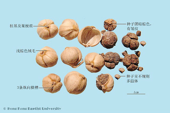 白豆蔻