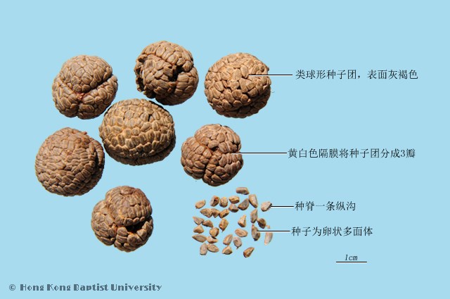 草豆蔻