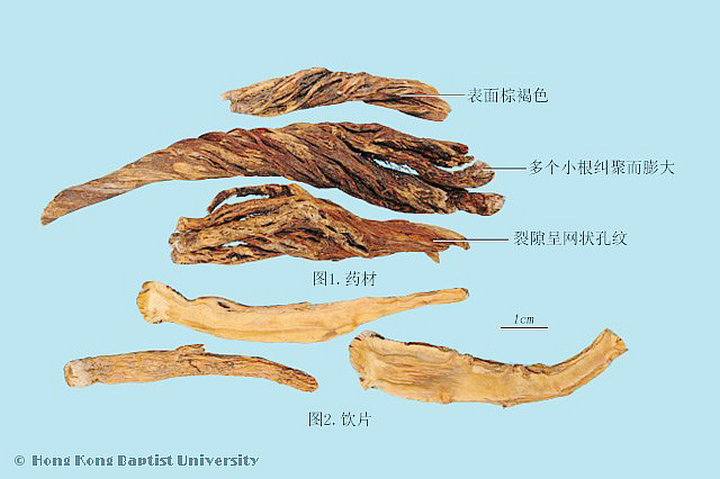 秦艽