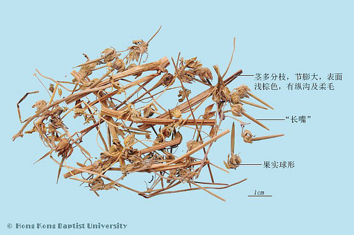 老鹳草