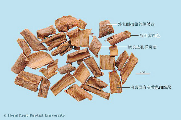 五加皮