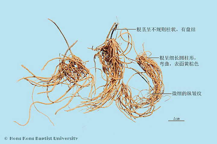徐长卿