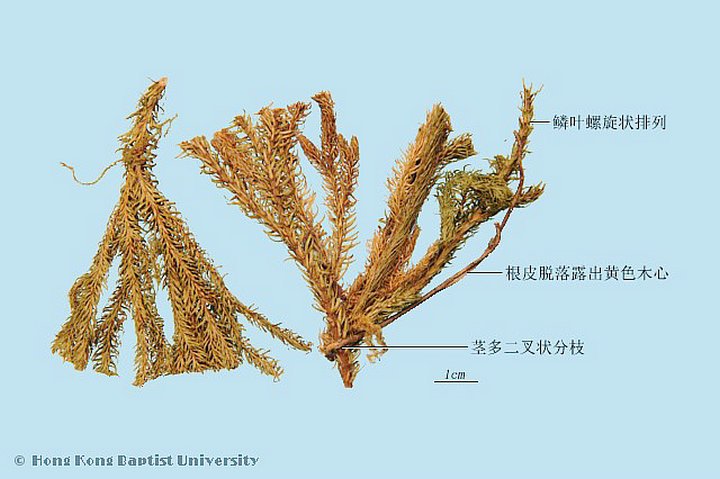 伸筋草