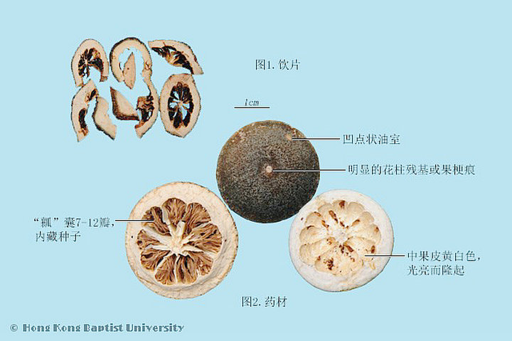 枳壳