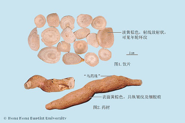 乌药