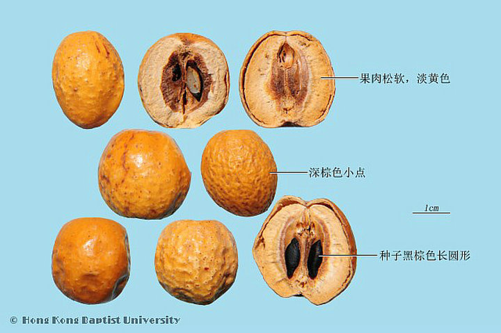 川楝子