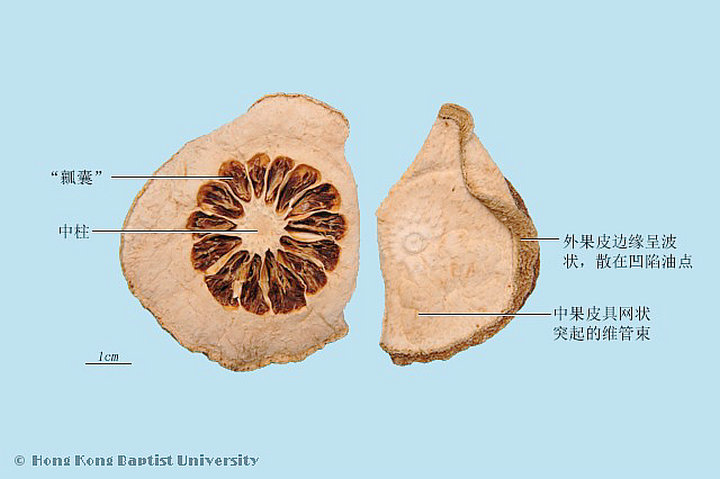 香橼