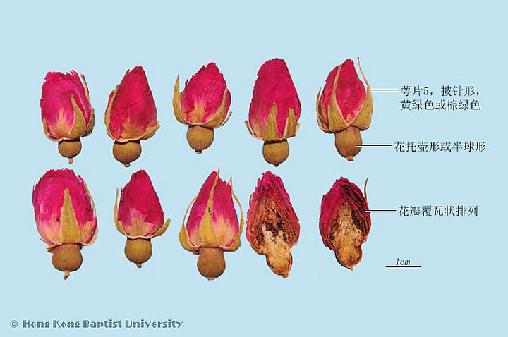 玫瑰花