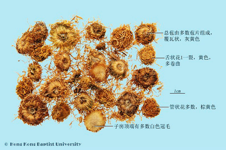 旋覆花