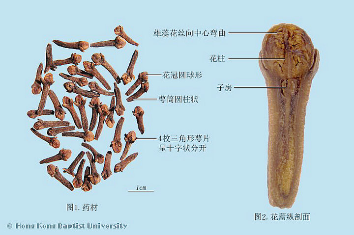 丁香