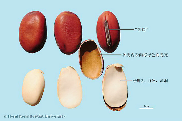 刀豆