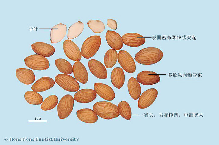 桃仁
