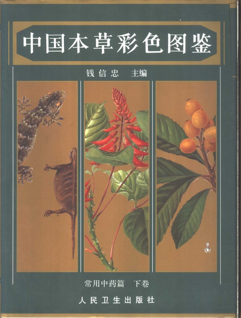 中国本草彩色图鉴  常用中药篇  下 封面